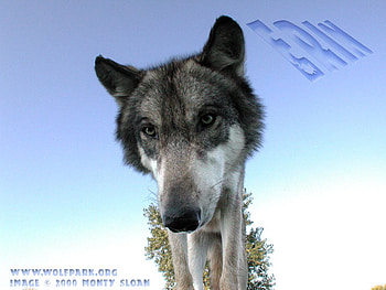 Close Up of Erin, nature, grey wolf, wolves, wildlife HD wallpaper
