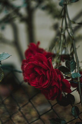 Flowers, Rose Flower, Rose, Bud, Blur, Smooth, Fence HD phone wallpaper
