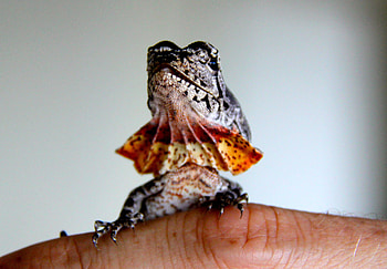 Baby frilled neck lizard, Reptilian cuteness, Adorable reptiles, Baby reptiles HD wallpaper