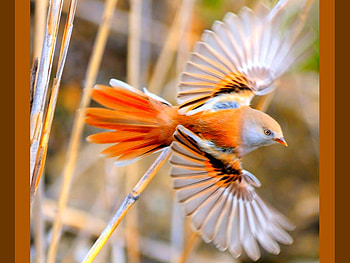 Flying Bird, beautiful HD wallpaper