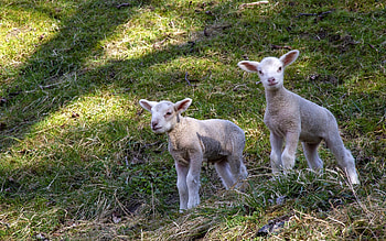 Lambs, two, animals, sheep HD wallpaper
