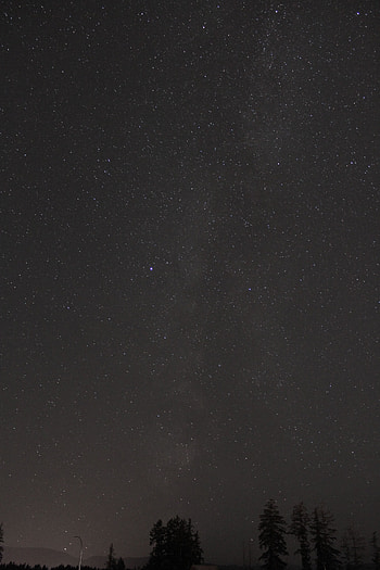 Trees, Stars, Night, Dark, Starry Sky, Darkness HD phone wallpaper