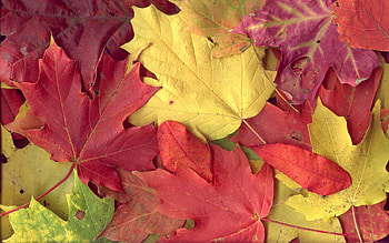 Leaves, Nature, Autumn, Maple HD wallpaper