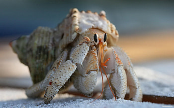 Animals, Carapace, Shell, Climb, Crab, Claws HD wallpaper