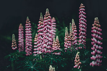 Flowers, Pink, Garden, Lupins HD wallpaper