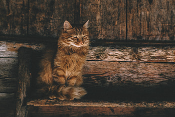 Persian Cat , persian-cat, cat, animals HD wallpaper