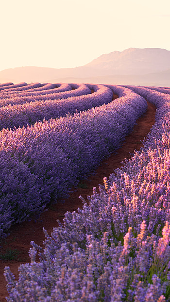 Lavender Fields, landscape, flower, nature, lavender HD phone wallpaper