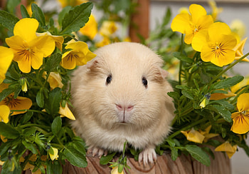 Animals, Flowers, Pansies, Guinea Pig HD wallpaper