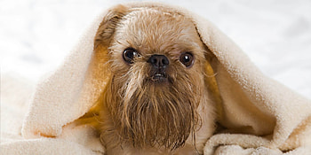 Brussels Griffon, Griffon Bruxellois breeding, Dog breed introduction, Breeding context HD wallpaper