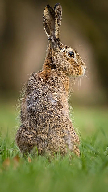 March hare art, Rabbit inspiration, Bunny artwork, Artistic expression HD phone wallpaper
