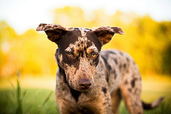 Animals, Dog, Muzzle, Spotty, Spotted, Sadness, Sight, Opinion, Sorrow HD wallpaper