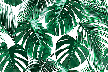 Monstera, Palm Trees HD wallpaper