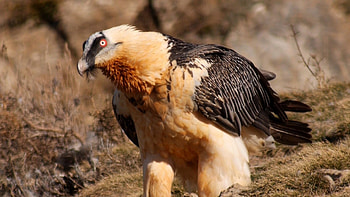 Bearded Vulture, Gypaetus barbatus, Google zoeken, Bearded Vulture HD wallpaper
