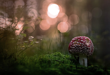 Mushroom, mushroom, food, nature, graphy HD wallpaper