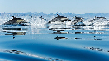Crystal clear waters, Coastal landscapes, Aquatic beauty, Graceful dolphins HD wallpaper
