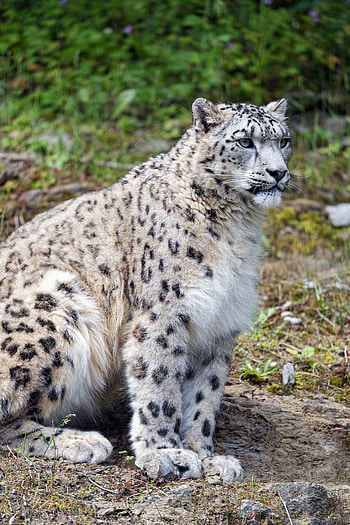 Animals, Grass, Snow Leopard, Predator, Big Cat, Stains, Spots HD phone wallpaper
