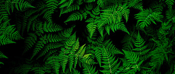 Green leaves Ultra Wide TV - - .net HD wallpaper
