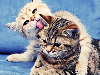 Animals, Cats HD wallpaper