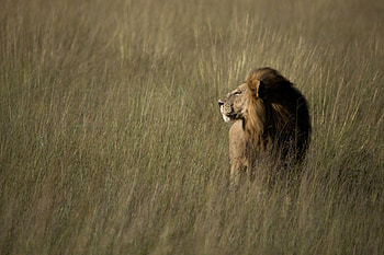 Lion on prowl, wild life, big cat, lion, savannah, prowl HD wallpaper