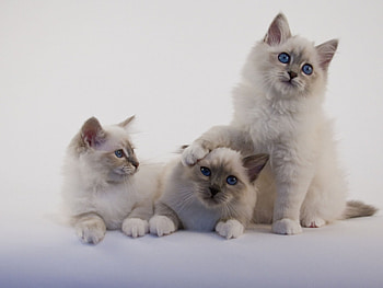 Birman 49, Cat , Cat HD wallpaper