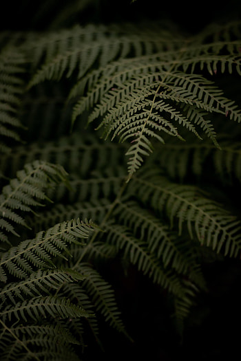 Leaves, Plant, Macro, Dark, Fern, Branch HD phone wallpaper