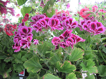 Flowers garden in greenhouse 79, Green, graphy, Flowers, garden, Marta Washington Geranium, Purple HD wallpaper