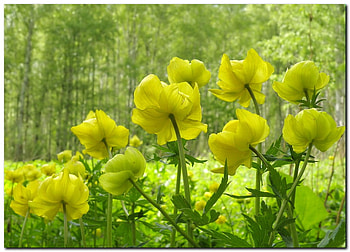 YELLOW BLOSSOMS, beautiful, flowers, yellow, bright HD wallpaper