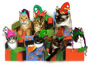 Special gifts for Carmen, gift boxes, christmas, cats, colors, party hats HD wallpaper