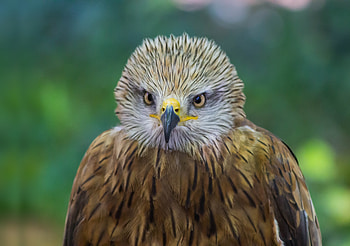 Predator, wildlife, eagle HD wallpaper