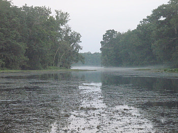 fog comes, river, fog, forest, dusk HD wallpaper