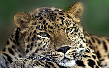 Animals, Leopard, To Lie Down, Lie, Muzzle, Predator, Sadness, Sight, Opinion, Sorrow HD wallpaper