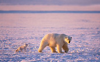 Polar bear, Arctic Foxes HD wallpaper