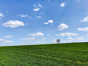 Nature, Grass, Sky, Horizon, Wood, Tree, Slope HD wallpaper