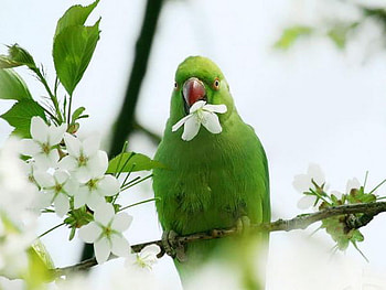 parrot, bird, green, blossom, tree HD wallpaper