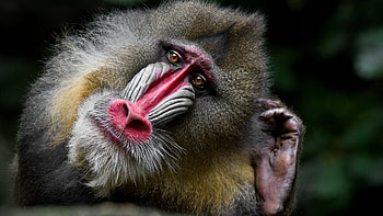 Portrait monkey mandrill, Section animals HD wallpaper