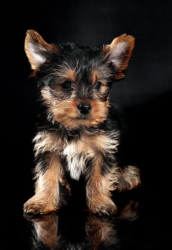 Adorable Yorkshire Terrier puppy sitting on a glossy black background, exuding cuteness. HD phone wallpaper