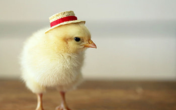 Chicken , Feathered friends, Farmyard cuteness, Feathered beauty HD wallpaper