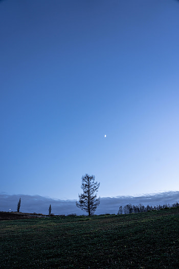 Landscape, Nature, Trees, Sky, Twilight, Moon, Dusk, Polyana, Glade HD phone wallpaper