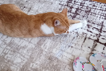 Lazy day, Ginger, Lovely, Cats, Cute HD wallpaper