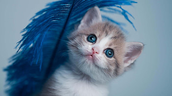 Cat, animal, kitten, kitty HD wallpaper