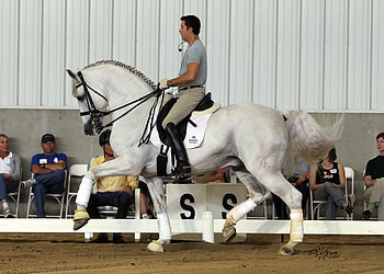 Top Iberian 2, spanish, andalusian, horses, grey, dressage HD wallpaper