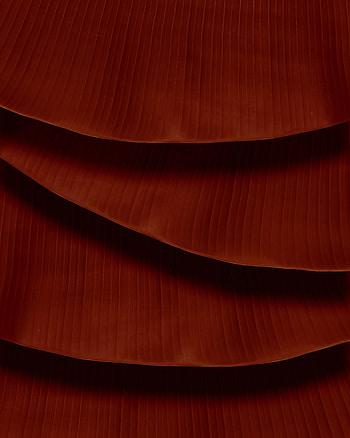 Leaves, Macro, Brown, Veins HD phone wallpaper