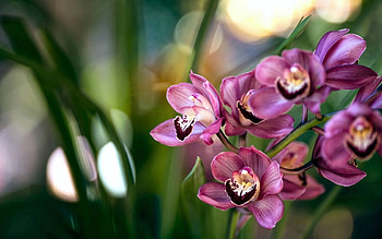 Orchids, orchid, pink, green, flower HD wallpaper