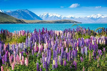 ake Tekapo, New Zealand, lupines, blossoms, landscape, sky, flowers, mountains HD wallpaper