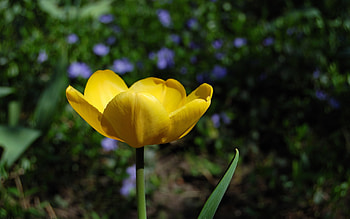 Plants, Flowers HD wallpaper