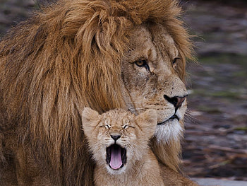 Animals, Lion, Family, Mane, Care, Lion Cub HD wallpaper
