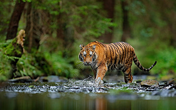 Tiger, animal, cat, water HD wallpaper