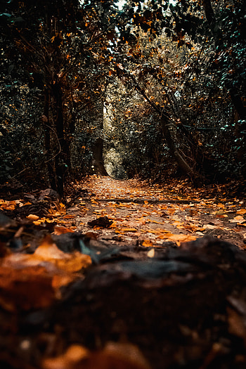 Nature, Trees, Autumn, Path, Foliage HD phone wallpaper