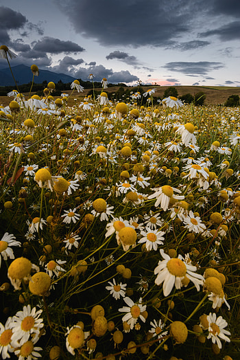 Flowers, Summer, Camomile, Field, Mainly Cloudy, Overcast HD phone wallpaper