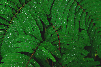 Nature, Leaves, Drops, Plant HD wallpaper